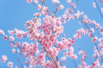 Wall Mural - flowers blossoms against clear blue sky