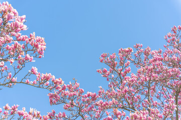 Wall Mural - flowers blossoms against clear blue sky