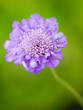 Scabiosa columbaria 'Butterfly blue'