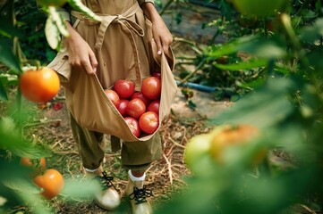 Poster - Vegetables in the clothes. Little girl is in the garden with tomatoes