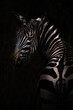 Isolated portrait close-up of a Grant´s Zebra in central East Africa (Rwanda, Akagera National Park)