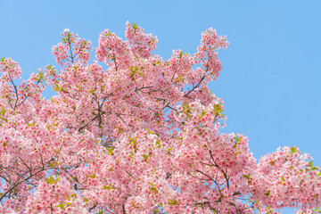 Wall Mural - flowers blossoms against clear blue sky