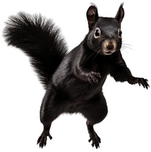 Jumping Black Squirrel Isolated On A White Background As Transparent PNG