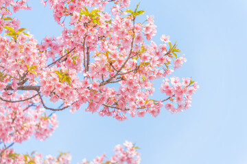Wall Mural - flowers blossoms against clear blue sky
