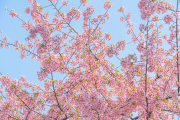 Wall Mural - flowers blossoms against clear blue sky