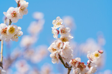 Wall Mural - flowers blossoms against clear blue sky