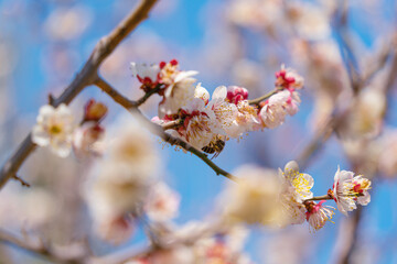 Wall Mural - flowers blossoms against clear blue sky