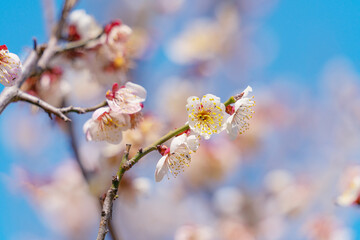 Wall Mural - flowers blossoms against clear blue sky