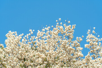 Wall Mural - flowers blossoms against clear blue sky