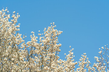Wall Mural - flowers blossoms against clear blue sky