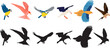flying birds of different breeds set, on a white background, vector