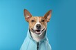 Group portrait photography of a smiling basenji dog wearing a therapeutic coat against a soft blue background. With generative AI technology