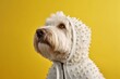 Photography in the style of pensive portraiture of a happy komondor dog wearing a bee costume against a soft blue background. With generative AI technology