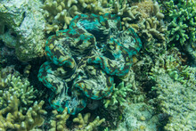 Giant Tridacna Clams, Genus Tridacna, In The Shallow Reefs Off The Equator Islands, Raja Ampat