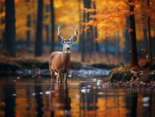 A Photo Of A Deer In An Autumn Setting
