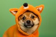 Close-up portrait photography of a cute finnish spitz wearing a dinosaur costume against a tangerine orange background. With generative AI technology