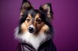 Photography in the style of pensive portraiture of a cute shetland sheepdog wearing a leather jacket against a deep purple background. With generative AI technology