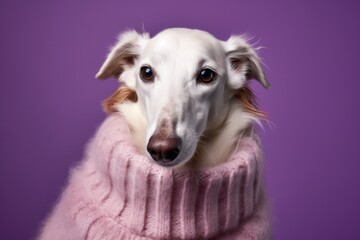 Wall Mural - Medium shot portrait photography of a funny borzoi wearing a cashmere sweater against a deep purple background. With generative AI technology