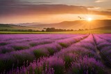 Fototapeta  - A field of purple flowers at the sunset. AI-Generated