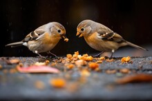 Two Birds Sharing A Small Piece Of Bread On The Ground