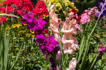 Poster - Colorful gladioli blooming in the summer in the garden