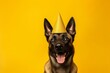 Close-up portrait photography of a happy belgian malinois dog wearing a wizard hat against a yellow background. With generative AI technology
