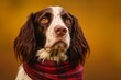 Medium shot portrait photography of a smiling english springer spaniel wearing a snood against a burgundy red background. With generative AI technology
