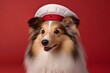 Lifestyle portrait photography of a cute shetland sheepdog wearing a sailor suit against a ruby red background. With generative AI technology