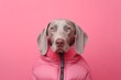 Medium shot portrait photography of a cute weimaraner dog wearing a puffer jacket against a coral pink background. With generative AI technology