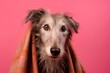 Photography in the style of pensive portraiture of a happy scottish deerhound wearing a sherpa coat against a coral pink background. With generative AI technology