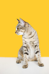 Wall Mural - striped young cat on yellow background