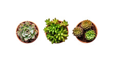 Top view of three small potted cactus succulent Tanzanian Zipper plant (Euphorbia anoplia) the chunky green stemless succulent with similar look of a cactus isolated on transparent background