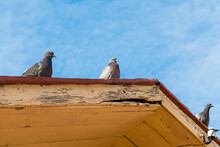 Three City Pigeons On The Roof Against The Sky.