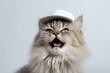 Medium shot portrait photography of a happy siberian cat wearing a cool cap against a white background. With generative AI technology