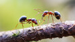 fourmi en vue macro sur une branche