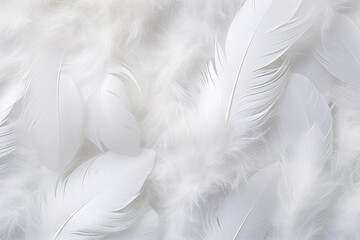 soft feathers background wallpaper close up