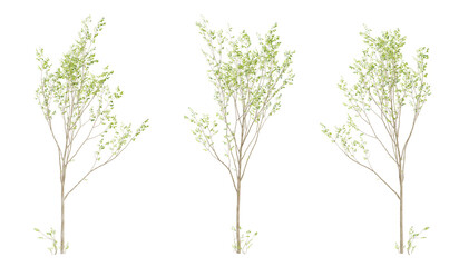 Set of 3d tree green birch on transparent background, landscape design.