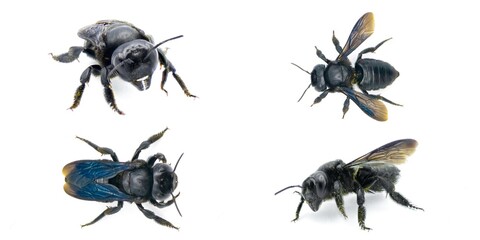 Wall Mural - carpenter mimic leafcutter bee - Megachile xylocopoides - named for its superficial similarity to the carpenter bee genus Xylocopa. black blue iridescence isolated on white background four views