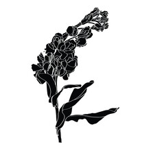 Matthiola Incanaline Illustration. Illustration Of Gillyflower. Hand Drawn Medicinal Herbs. Isolated Plant For Design, Prints, Label.