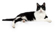 Black and white house cat, laying down side ways, paws hanging over edge, looking towards camera, isolated on a white background