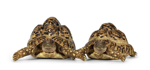 Poster - Male and female Leopard Tortoise aka Stigmochelys pardalis, laying down facing front. Looking straight to camera. Isolated on a white background.