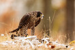 female Peregrine falcon (Falco peregrinus)