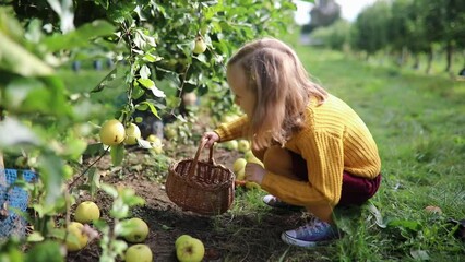 Wall Mural - Adorable preschooler girl picking red ripe organic apples in orchard or on farm on a fall day