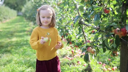 Wall Mural - Adorable preschooler girl picking red ripe organic apples in orchard or on farm on a fall day