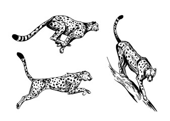 Wall Mural - cheetah, leopard, jaguar, predatory cat. black sketch on transparent background. hand drawn vector i