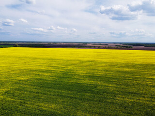 Poster - Picturesque rapeseed field under the blue sky. Farmland covered with flowering rapeseed, aerial view.