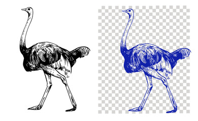 Wall Mural - ostrich sketch illustration. vector black outline on transparent background