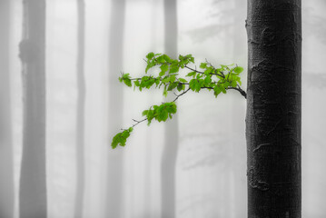 Wall Mural - Spring beech tree with leaves