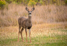 White Tail Deer Buck Portrait In Colorado, USA