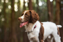 Portrait Of An English Springer Spaniel Dog With Blurred Forest Background